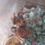 27-05-2012_Kadan