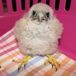 01-07-2012_Mysiak_a_steniatko