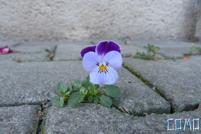 P1050901