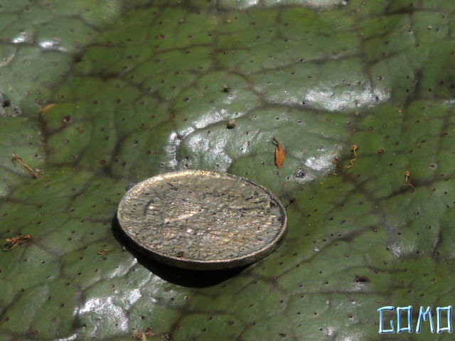 DSCN4398