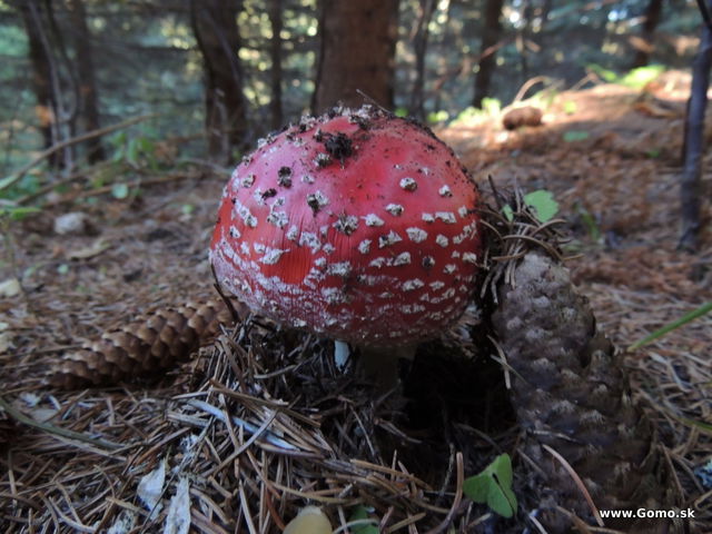 DSCN8536