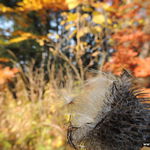 DSCN8972