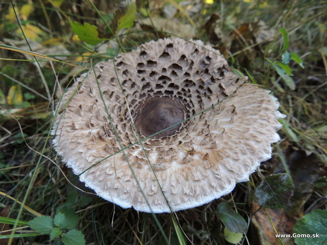 DSCN9044