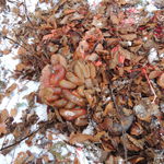 DSCN9928