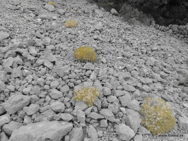 DSCN7145