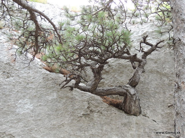 DSCN7232