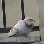 DSCN5952