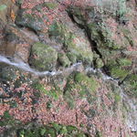 DSCN7833