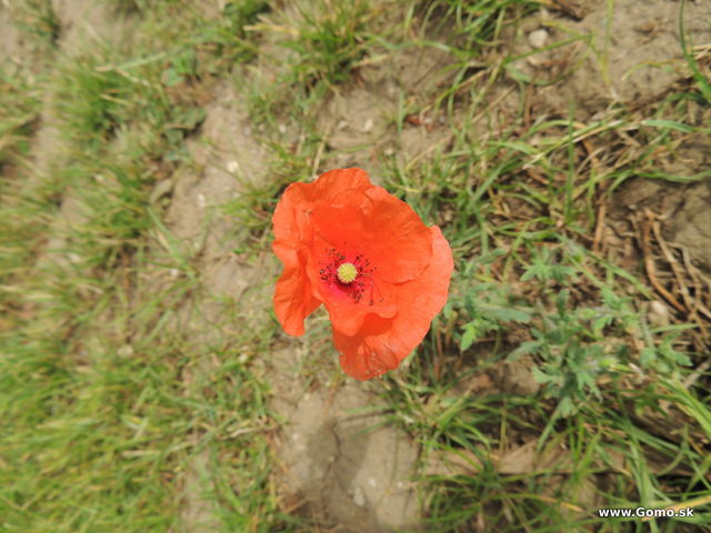 DSCN3499