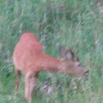 IMG_2668