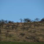 IMG_7420