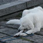 IMG_2620
