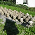 IMG_4468
