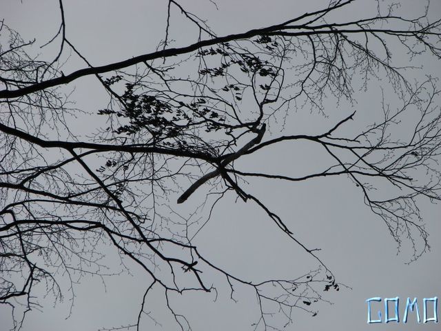IMG_8175
