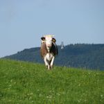 IMG_1333