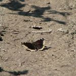 IMG_1350